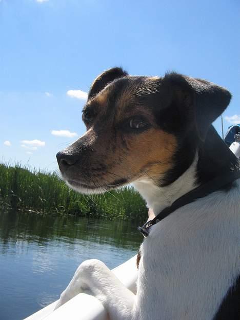 Dansk svensk gaardhund Nemo - Nemo. Ude og sejle... billede 4