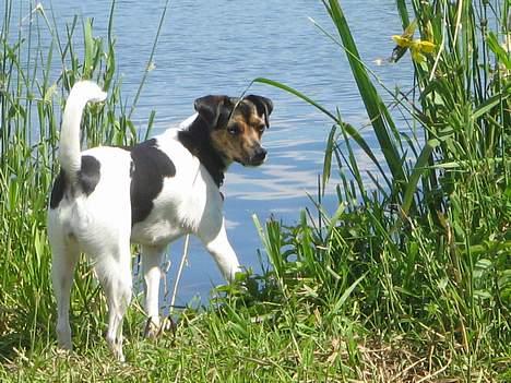 Dansk svensk gaardhund Nemo billede 6