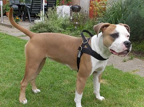 Amerikansk staffordshire terrier o0$chevy$0o hey hey alle  - Så jeg klar til at gå tur... smiler. billede 12