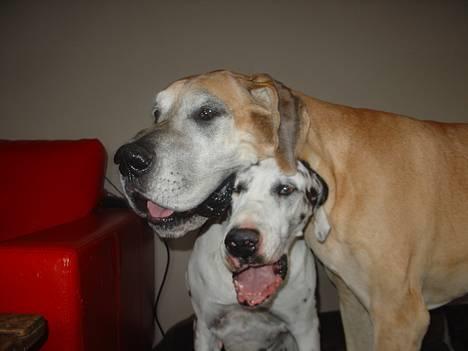 Grand danois Tjalfe (1998 - 2008) - Tjalfe elsker Tello - Real love. Har været venner siden de var små, ca. 8 år. billede 16