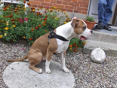 Amerikansk staffordshire terrier o0$chevy$0o hey hey alle  - Kan jeg ikke sidde pænt...? billede 13
