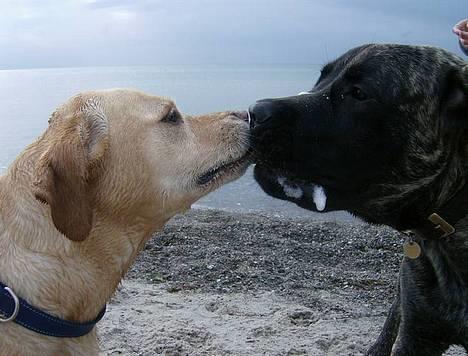 Blanding af racer puk - puk og nala kysser... :D billede 2