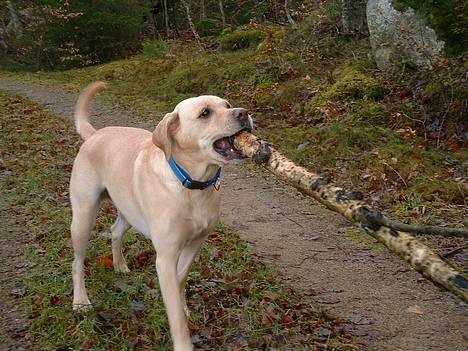 Blanding af racer puk - jaa hvis i tror, at puk nøjes med de ssmå grene så kan i vidst godt tro om igen.. haha...  hun vil helst have et helt træ..! billede 3
