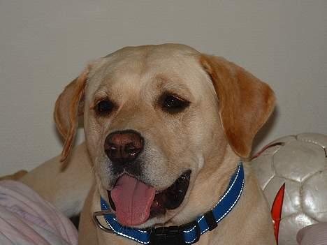 Blanding af racer puk - ind med tungen puki... :) sød det r hun billede 4