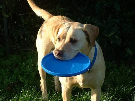 Blanding af racer puk - pukie med sin elskede freesbee.. (staves?) billede 5