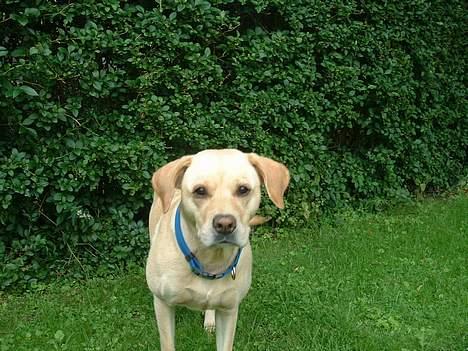 Blanding af racer puk - flyve øre.. haha billede 7