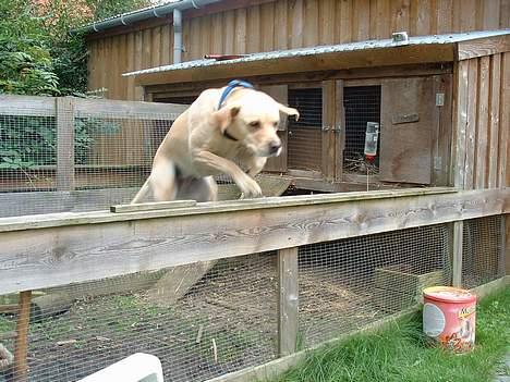 Blanding af racer puk - såå springer hun lige over hegnet til kaninerne billede 8