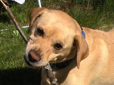 Blanding af racer puk - nam nam.. alle hendes græne.... billede 12