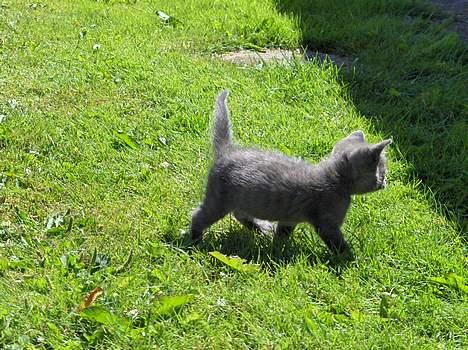 Amerikansk staffordshire terrier o0$chevy$0o hey hey alle  - Et billede af min "lillebror" ham passer jeg meget godt på.... billede 14