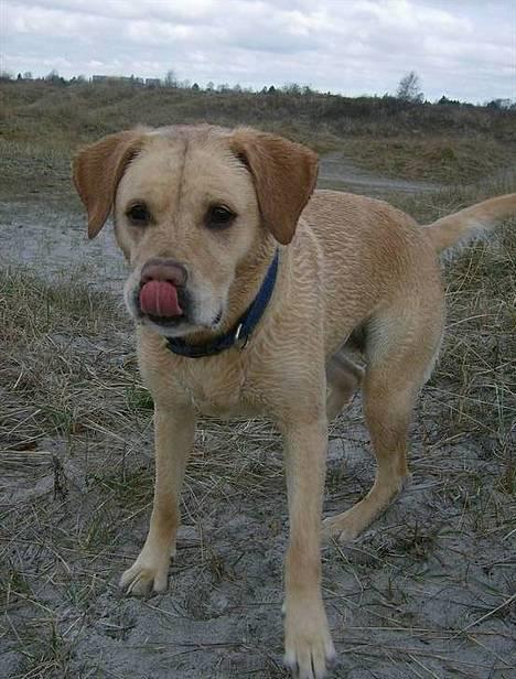 Blanding af racer puk - lille snoogie.... billede 13