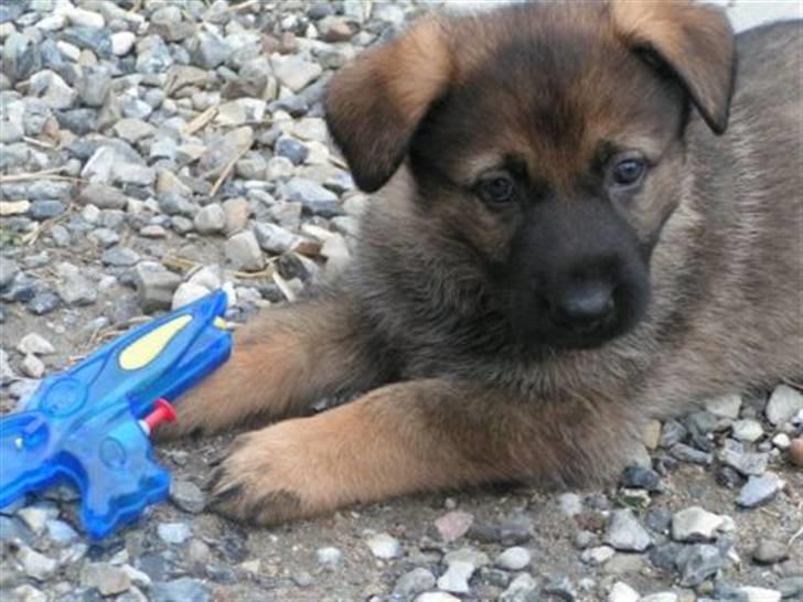 Schæferhund Hedegård's Honney - 28. maj 06 billede 1