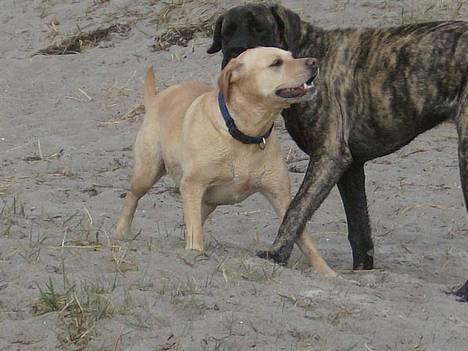 Blanding af racer puk - puk og kusine nala på stranden... billede 14