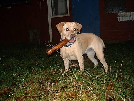 Blanding af racer puk - ude om aften og lege med pind... :) billede 15