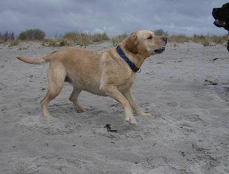 Blanding af racer puk - hehe.. hun har vidst lige været i vandet.... billede 16