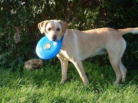 Blanding af racer puk - så smuk hun er...! billede 17