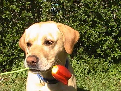Blanding af racer puk - jaaa man ser altid lidt bedre ud med en blomst i munden.. haha billede 18