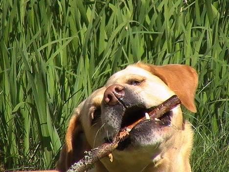 Blanding af racer puk - ehm... ja spørg mig ikk hvad hun laver... men hun nyder det hvert fald.. hehe.. dejlige nuggi.. billede 20