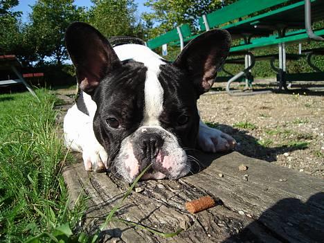 Fransk bulldog Gilbert - Hmm.. alle de ja/nej øvelser altså.. billede 14