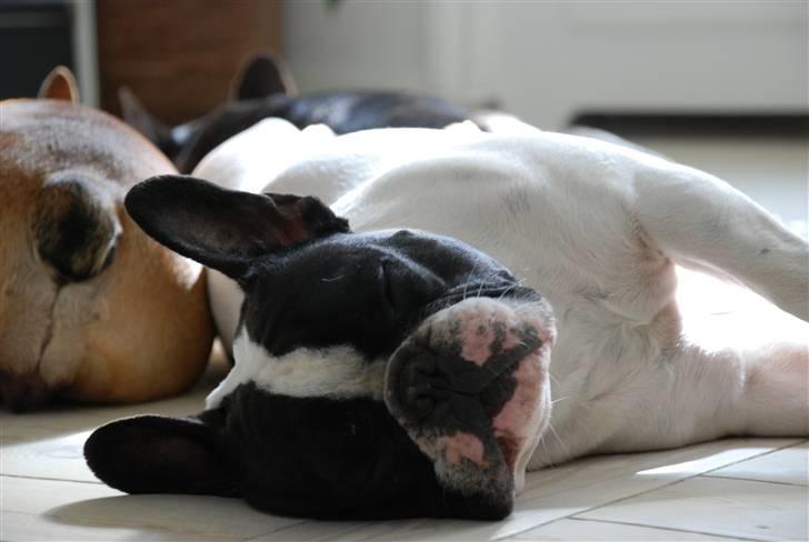 Fransk bulldog Gilbert - tager lige en lur.. billede 15