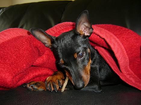 Dvaergpinscher Rødkilde's Chico - Uhm hvor jeg elsker tyggepinde... Mums billede 10