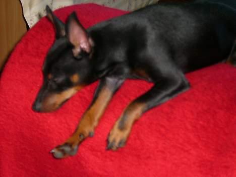 Dvaergpinscher Rødkilde's Chico - ZZZzzzzzZZZZ billede 11