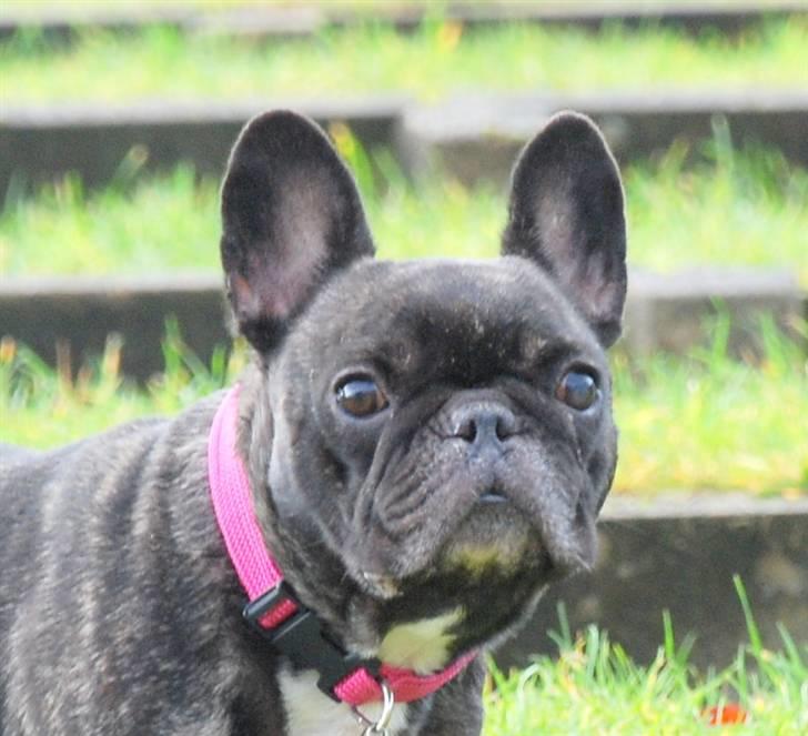 Fransk bulldog gizmo ( Død den 29/07-10) - Hej.. billede 16