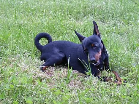 Dvaergpinscher Rødkilde's Chico - Mums... Det er godt med noget græs  billede 13