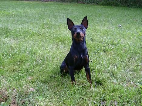 Dvaergpinscher Rødkilde's Chico - Tag så det billed, jeg har ikke tid til at sidde og se sød ud :0) billede 14