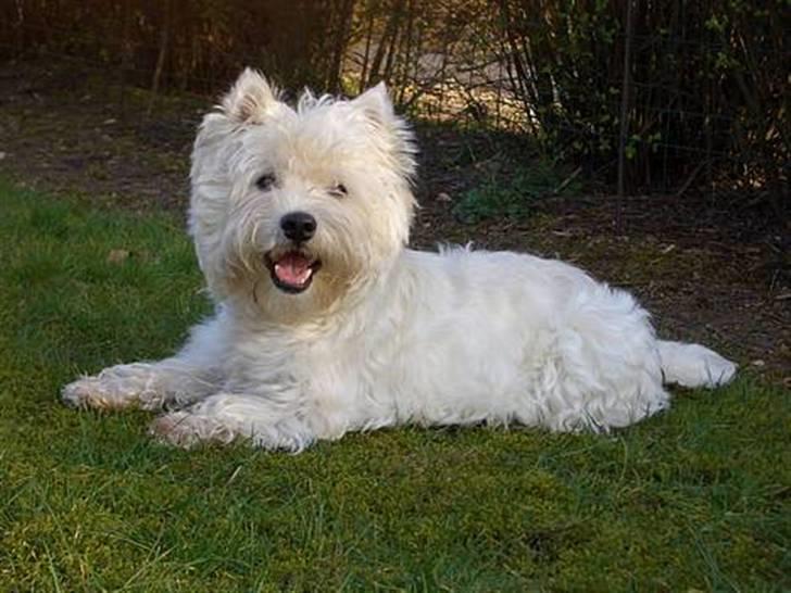 West highland white terrier Sodemarken's Zipper billede 1