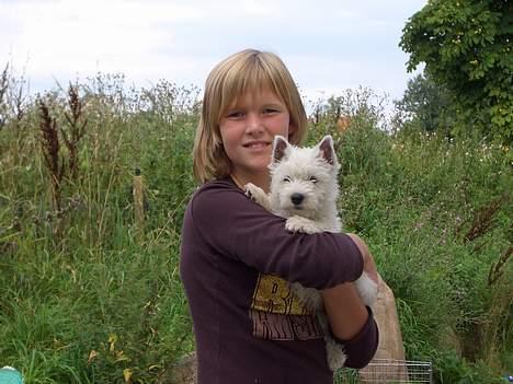 West highland white terrier Sodemarken's Zipper - Da vi var ovre at hente ham :D billede 2