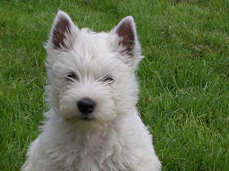 West highland white terrier Sodemarken's Zipper billede 3