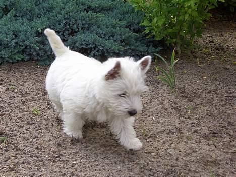 West highland white terrier Sodemarken's Zipper billede 4