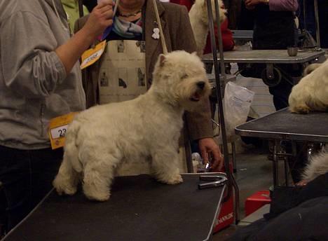 West highland white terrier Sodemarken's Zipper billede 5