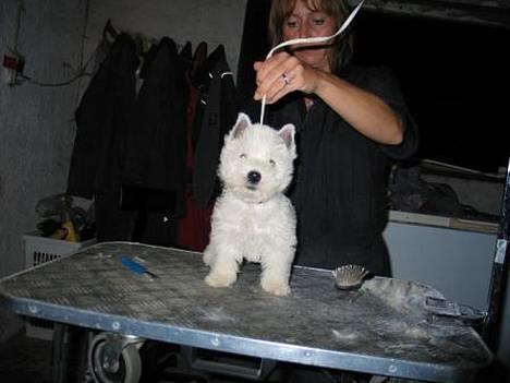 West highland white terrier Sodemarken's Zipper billede 6