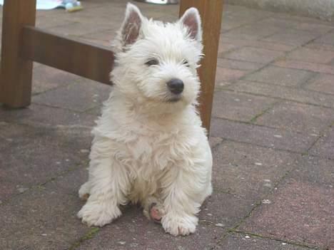 West highland white terrier Sodemarken's Zipper billede 7