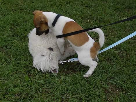 West highland white terrier Sodemarken's Zipper - Her leger han lige med sin lille veninde ;) billede 8