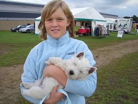 West highland white terrier Sodemarken's Zipper billede 9