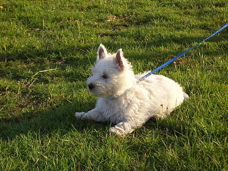 West highland white terrier Sodemarken's Zipper billede 10