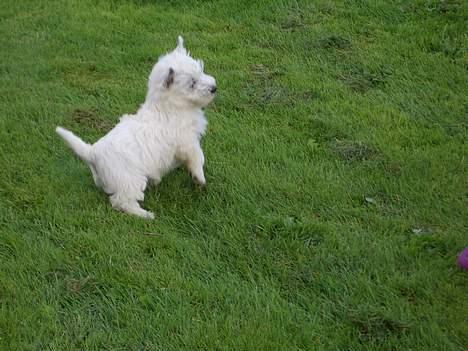 West highland white terrier Sodemarken's Zipper - Skal vi lege ? billede 11