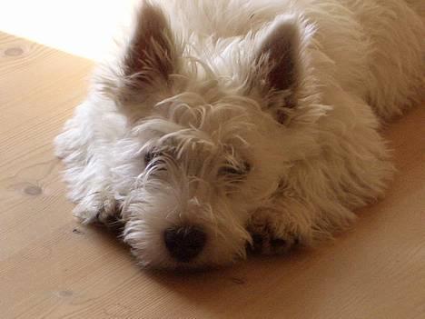 West highland white terrier Sodemarken's Zipper billede 12