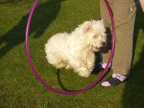 West highland white terrier Sodemarken's Zipper billede 13