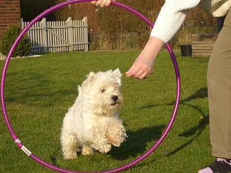 West highland white terrier Sodemarken's Zipper billede 14