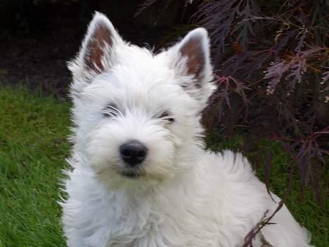 West highland white terrier Sodemarken's Zipper billede 16