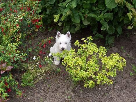 West highland white terrier Sodemarken's Zipper billede 18