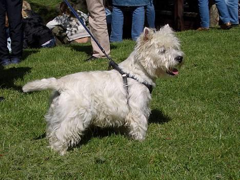 West highland white terrier Sodemarken's Zipper billede 19