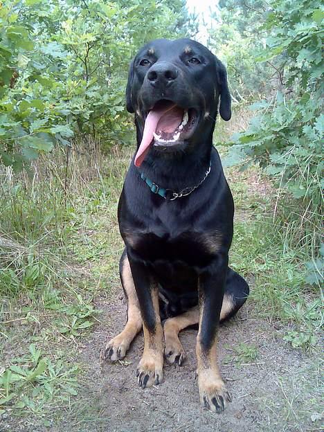 Rottweiler Primo R.I.P - Taget d.3.September i hundeskoven i Isenvad 9 mdr og 41 Kg billede 15