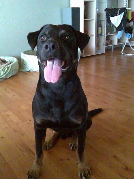 Rottweiler Primo R.I.P - 8 mdr og vejer ca 39,8 kg billede 16