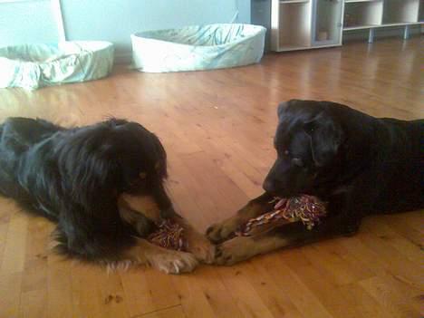 Rottweiler Primo R.I.P - Deler legetøj med min "bror" Basse billede 17