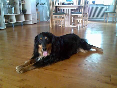 Blanding af racer Basse R.I.P - ser jeg ikke sød og artig ud.. billede 13