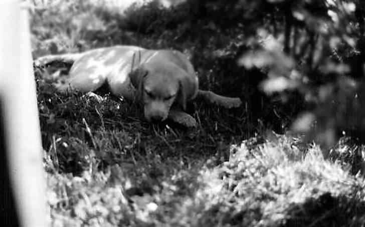 Labrador retriever | Tajs R.I.P. - Lille Tajs. I sommerhus med familien ved Bredfjed billede 1
